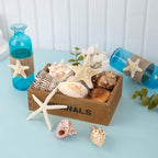 JQAQJU Sea Shells for Decorating 15PCS Large Seashells Starfish Conch for Beach - Image 3