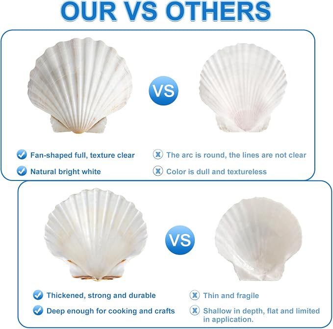 QEQEKAKA 6PCS Scallop Shells 4‘’-4.5" Natural Sea Shells White Hawaiian Scallop - Image 3