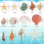 Fangoo 1.5 LB Mixed Sea Shells, 130+ PCS Beach Seashells Starfish Oyster Shells - Image 2
