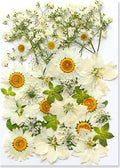 36Pcs Dried Pressed Flowers for Resin DIY Art Crafts Natural Dry Floral Daisy by TopFunny