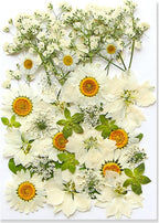 36Pcs Dried Pressed Flowers for Resin DIY Art Crafts Natural Dry Floral Daisy by TopFunny