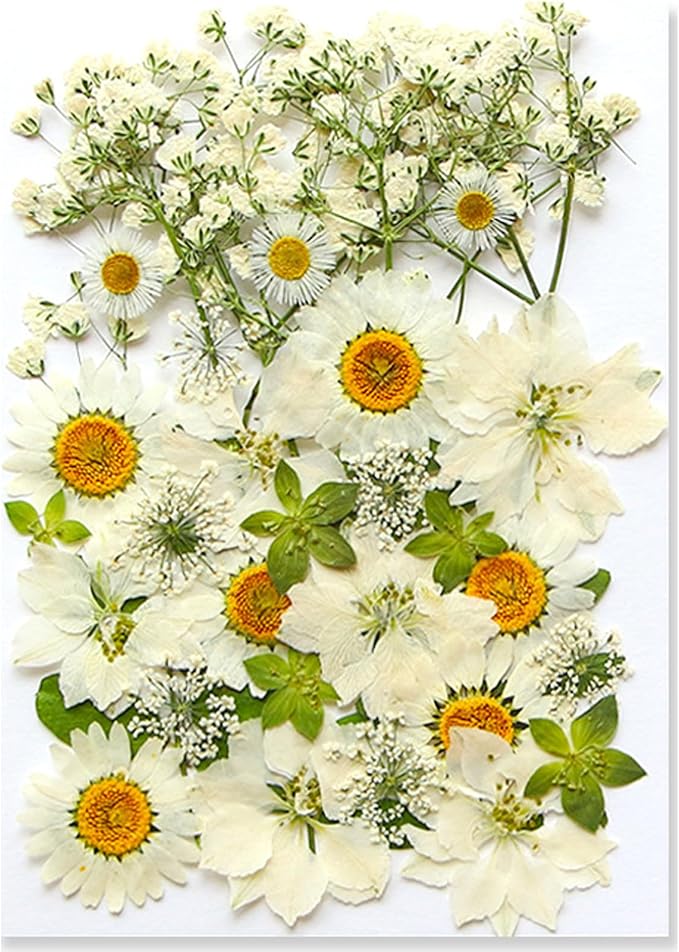 36Pcs Dried Pressed Flowers for Resin DIY Art Crafts Natural Dry Floral Daisy by TopFunny