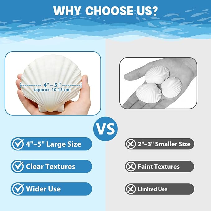 50 PCS 4-5 Inch Large Scallop Shells - Image 3