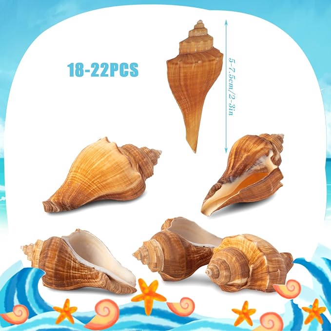 20 PCS+ Small Conch Shells Natural Sea Shells, Fish Tank and Vase Filler - Image 2