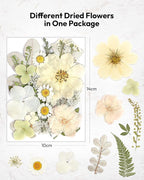 Dried Flowers, Resiners 100Pcs Pressed Flowers - Image 5