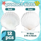 Baaxxango 12 PCS 4-5 Inch Large Scallop Seashells, Natural White Shells - Image 2