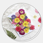 30Pcs Dried Pressed Flowers for Resin DIY Art Crafts Natural Dry Floral Daisy - Image 3