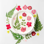 Woohome 160PCS Real Pressed Flowers, Dried Pressed Flowers Colorful Real - Image 6