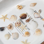 1200 PCS Natural Seashells, Joyfulmap Tiny sea Shells & Small Starfish - Image 3