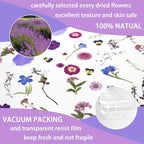 40 Pcs Purple Dried Pressed Flowers Real Natural - Image 3