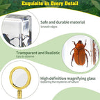15 Insect specimens, Real Specimens of Various Butterflies and Beetles Made of - Image 5