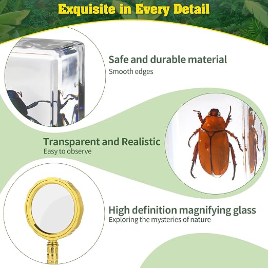 15 Insect specimens, Real Specimens of Various Butterflies and Beetles Made of - Image 5