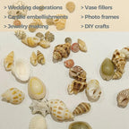 2000 PCS 12 Kinds of Tiny Sea Shells - Image 5