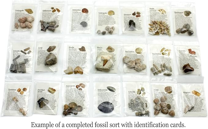 DANCING BEAR Fossil Collection Sorting Activity Kit - Image 4