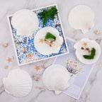 6PCS Scallop Shells for Crafts 4''-5'' Natural White Large Shells Decoration - Image 2