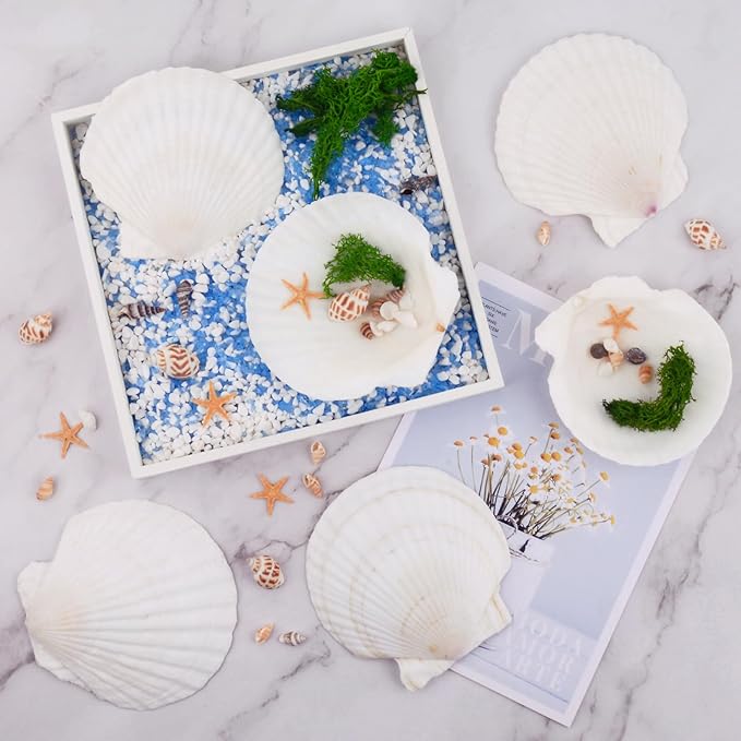 6PCS Scallop Shells for Crafts 4''-5'' Natural White Large Shells Decoration - Image 2