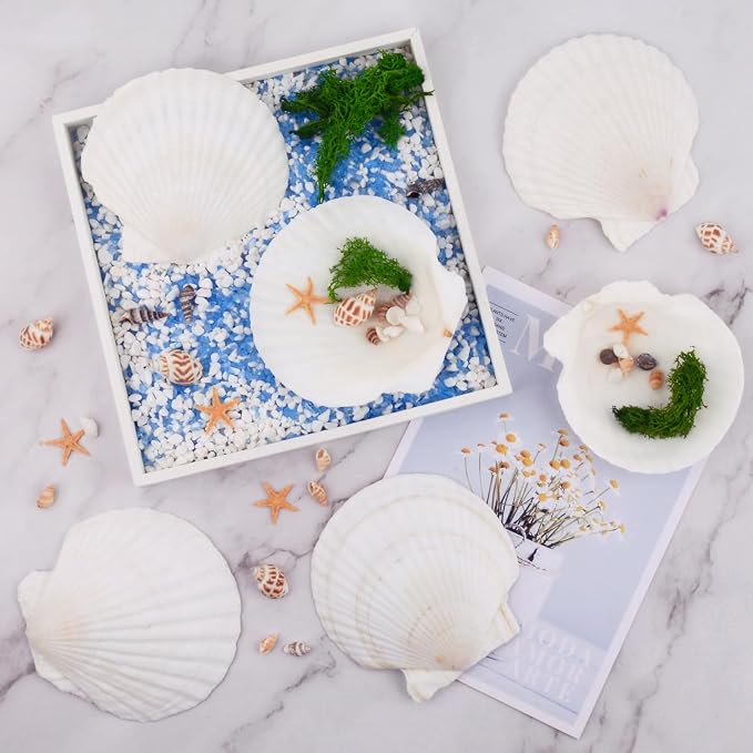 10PCS Scallop Shells for Crafts 4''-5'' Natural White Large Shells Decoration - Image 2