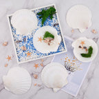 10PCS Scallop Shells for Crafts 4''-5'' Natural White Large Shells Decoration - Image 2