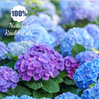 96 Pcs Natural Dried Pressed Edible Flowers - Image 3