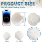 QEQEKAKA 6PCS Large Scallop Shells - Image 3