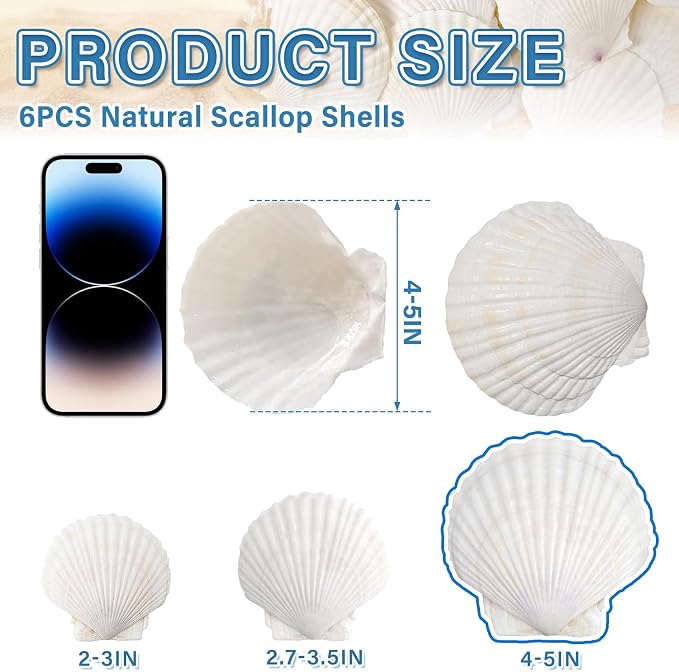QEQEKAKA 6PCS Large Scallop Shells - Image 3