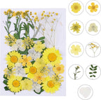 Augshy Dried Pressed Flowers by Augshy