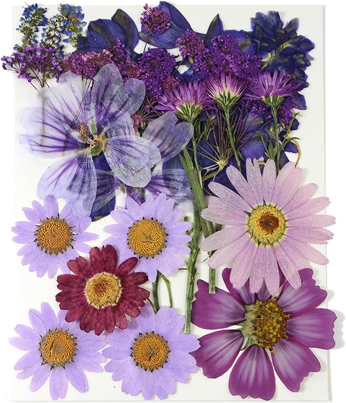 Purple Dried Pressed Flowers Real Natural Petals Bulk by Unknown