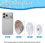 20Pcs Flat Oyster Shells 3-4 Inch, Cleaned Natural Oyster Shells - Image 2