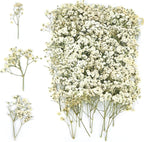 White Babys Breath Dried Pressed Flowers by Unknown
