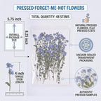 48 Pcs Natural Dried Pressed Forget-me-not Flowers - Image 2