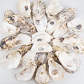 QEQEKAKA 30PCS Oyster Shells Flat & Concave 4"-5" Large Oyster Shells by QEQEKAKA