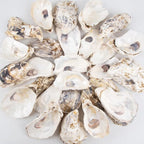 QEQEKAKA 30PCS Oyster Shells Flat & Concave 4"-5" Large Oyster Shells by QEQEKAKA