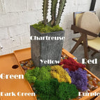 Fake Moss Preserved Reindeer Moss 3.5 OZ - Image 4