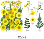 Woohome 110PCS Real Pressed Flowers, Dried Pressed Flowers Colorful Real - Image 3
