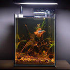 majoywoo Natural Driftwood for Aquarium Decor Fish Tank Decorations, Reptile - Image 5