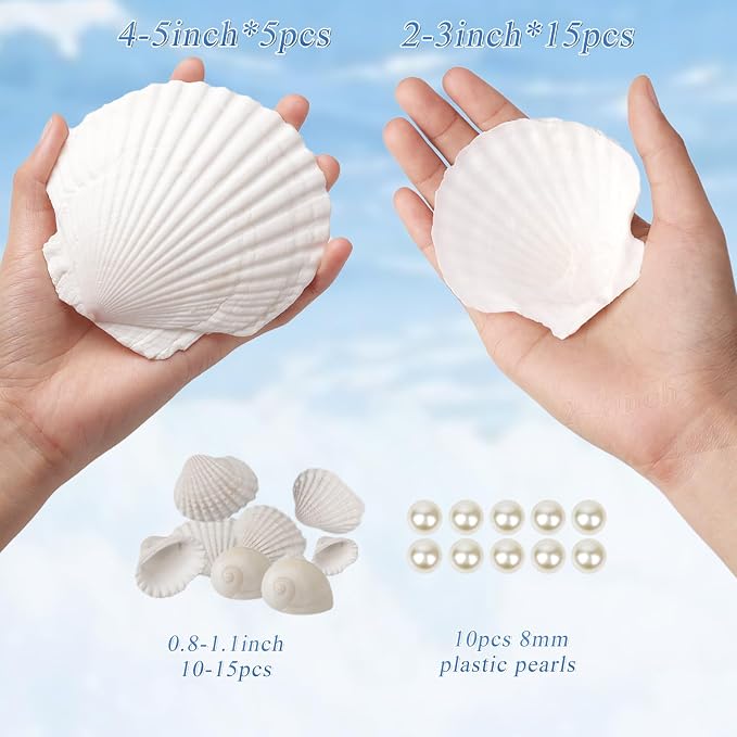 20PCS Large Natural Scallop Shells, DIY Painting, Baking and Beach Wedding - Image 2