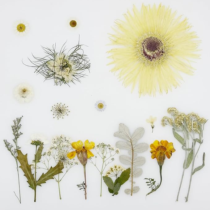 Woohome 44 PCS Pressed Flowers Natural Dried Flowers White Resin Flowers Real - Image 3