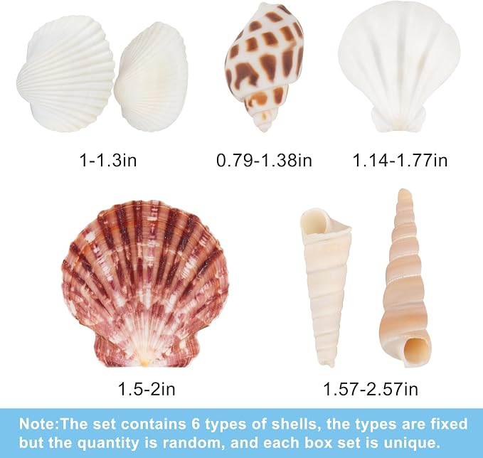 Natural Sea Shell Mixed Ocean Shells Set, 0.8"-2.5" Various Sizes Seashell - Image 4