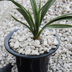 TOYPOPOR Horticultural Bonsai Pumice Succulent Cactus Plants Garden Turface - Image 5