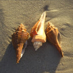 20 PCS+ Small Conch Shells Natural Sea Shells, Fish Tank and Vase Filler - Image 7