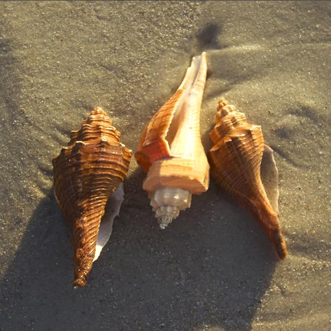 20 PCS+ Small Conch Shells Natural Sea Shells, Fish Tank and Vase Filler - Image 7