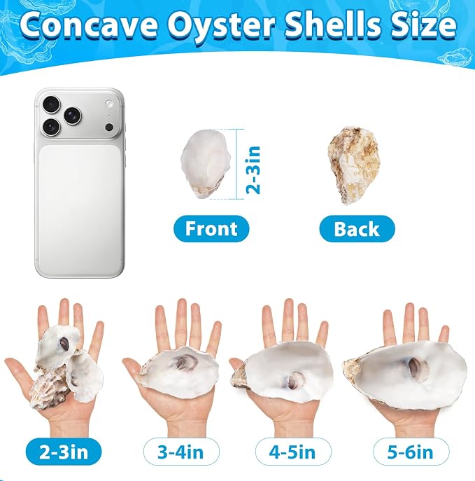 30Pcs 2-3 Inch Concave Small Oyster Shells - Image 5