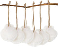 16PCS Natural Sea Shells 2.5"-3.5" Perforation Scallop Shells by SINKOO