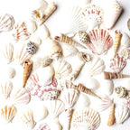 Super Z Outlet Sea Shells Mixed Beach Seashells by SuperZOutlet