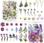 LUXEEASE 80P Vibrant Colors Large Pressed Flowers & Leaves | Cosmos daisy maple - Image 2