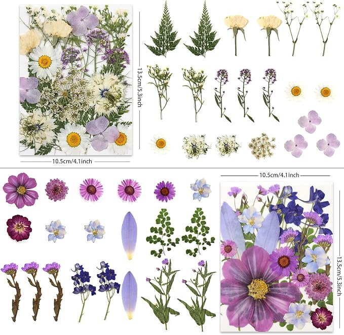 LUXEEASE 80P Vibrant Colors Large Pressed Flowers & Leaves | Cosmos daisy maple - Image 2
