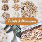 1200 PCS Natural Seashells, Joyfulmap Tiny sea Shells & Small Starfish - Image 6