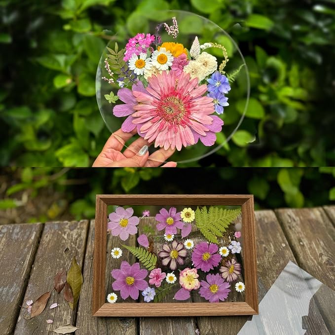 A4 Large Dried Pressed Flowers for Resin Purple Pressed Flowers Real Dry - Image 4