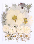 48PCS White Large Real Dried Pressed Flowers Leaves Natural Plant Herbarium by AHTONG