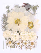 48PCS White Large Real Dried Pressed Flowers Leaves Natural Plant Herbarium by AHTONG